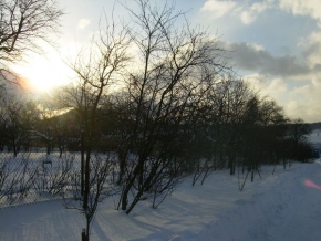 Stromy v krajině - Strom, sníh a sluníčko