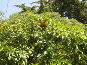 Stromy v krajině - Mňam pomeranče