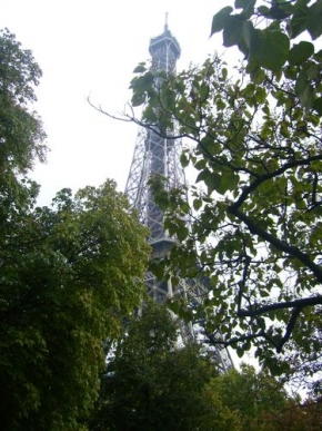 Stromy v krajině - Stromy v Paříži