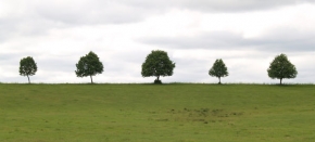 Stromy v krajině - Přej si, než zmizí