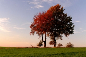 Stromy v krajině - Podzimní barvy