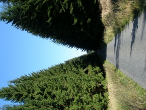 Stromy v krajině - Cesta a les