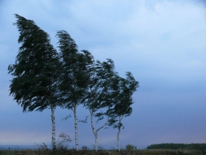 Stromy v krajině - Severní vítr