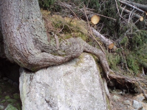Stromy v krajině - I na kameni se dá růst