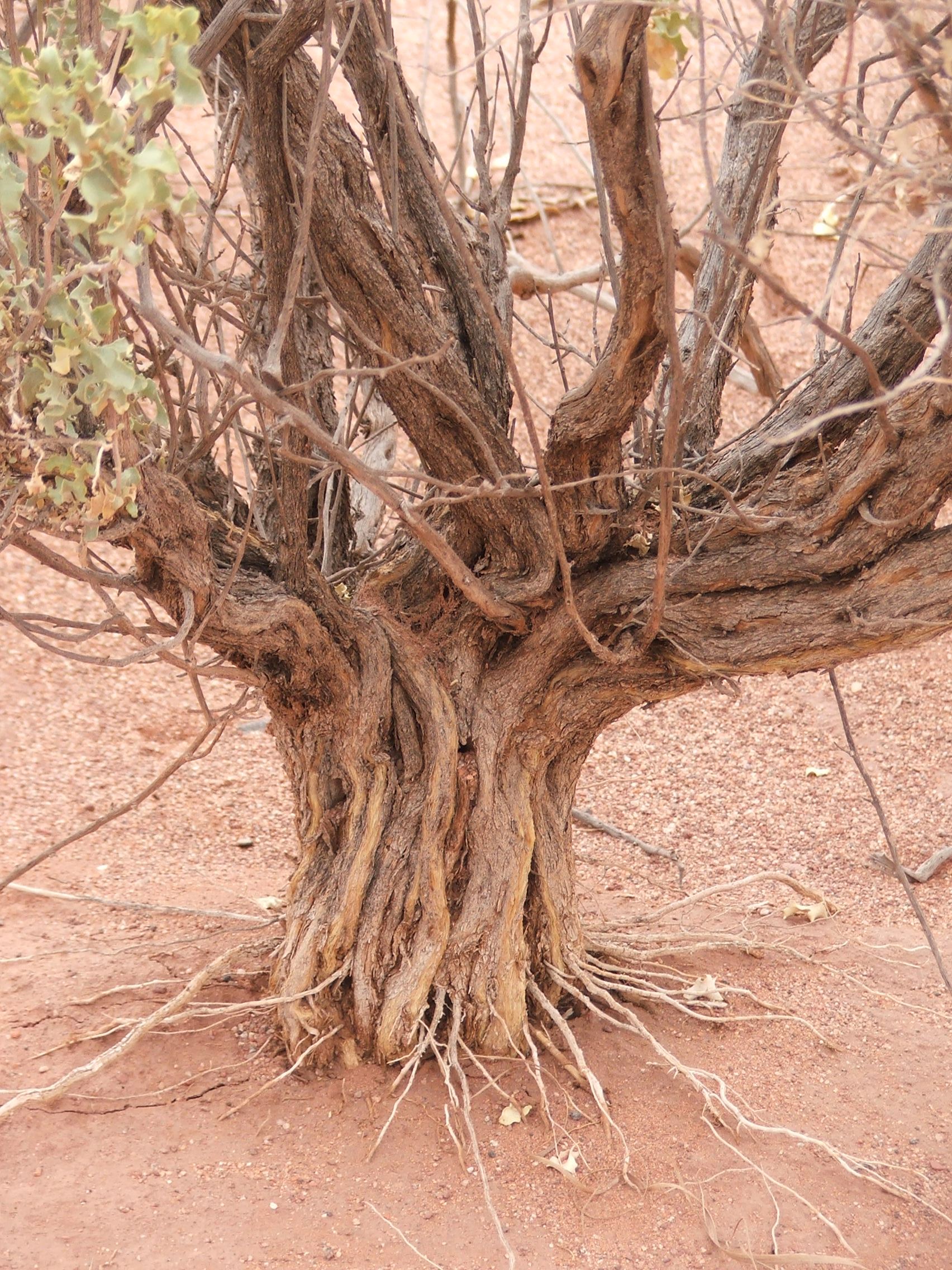 Strom v poušti