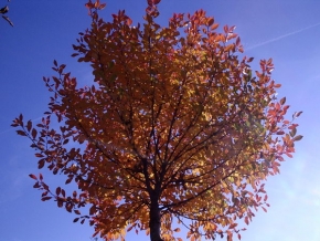 Stromy v krajině - Podzimní koule