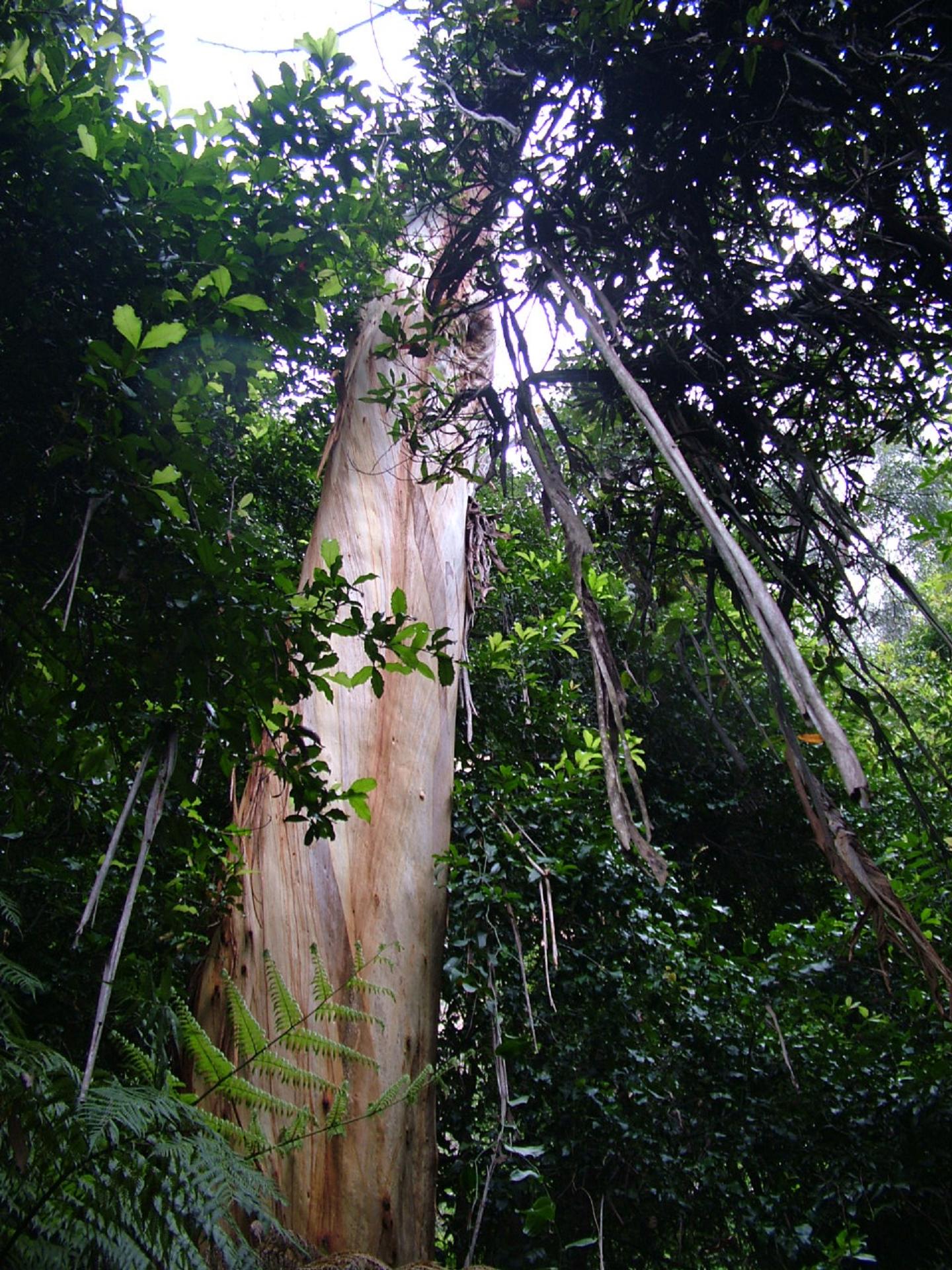Krása deštného pralesa