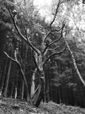 Kristýna Moučková - Strom v lese