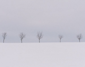 Stromy v krajině - Fotograf roku - junior - V řadě