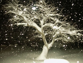 Stromy v krajině - Fotograf roku - kreativita - Zimní