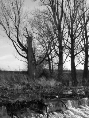 Stromy v krajině - Zlomený strom u splavu