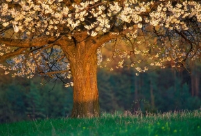 Stromy v krajině - Fotograf roku - kreativita - Dotyk svetla