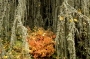 Miroslav Majer -barvy podzimu