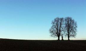Stromy v krajině - Dvojice