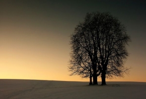 Stromy v krajině - Zimní podvečer