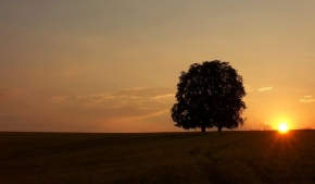 Stromy v krajině - Letní pohoda