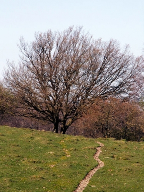 Stromy v krajině - V krajině