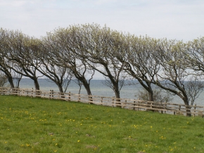 Stromy v krajině - Větrem tvarované