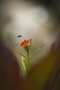 Robert Oliva -včela a květina