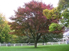 Stromy v krajině - Krása podzimu ve Varech