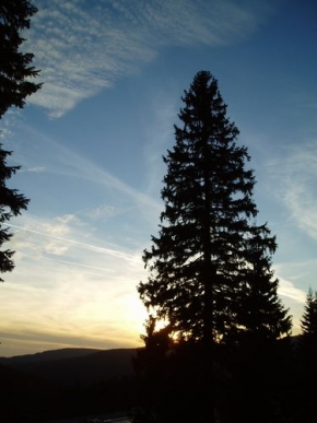 Stromy v krajině - Pohled přes smrk na západ slunce