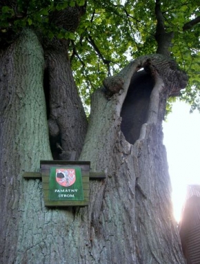 Milan Herok - Památný strom ve Sloupu