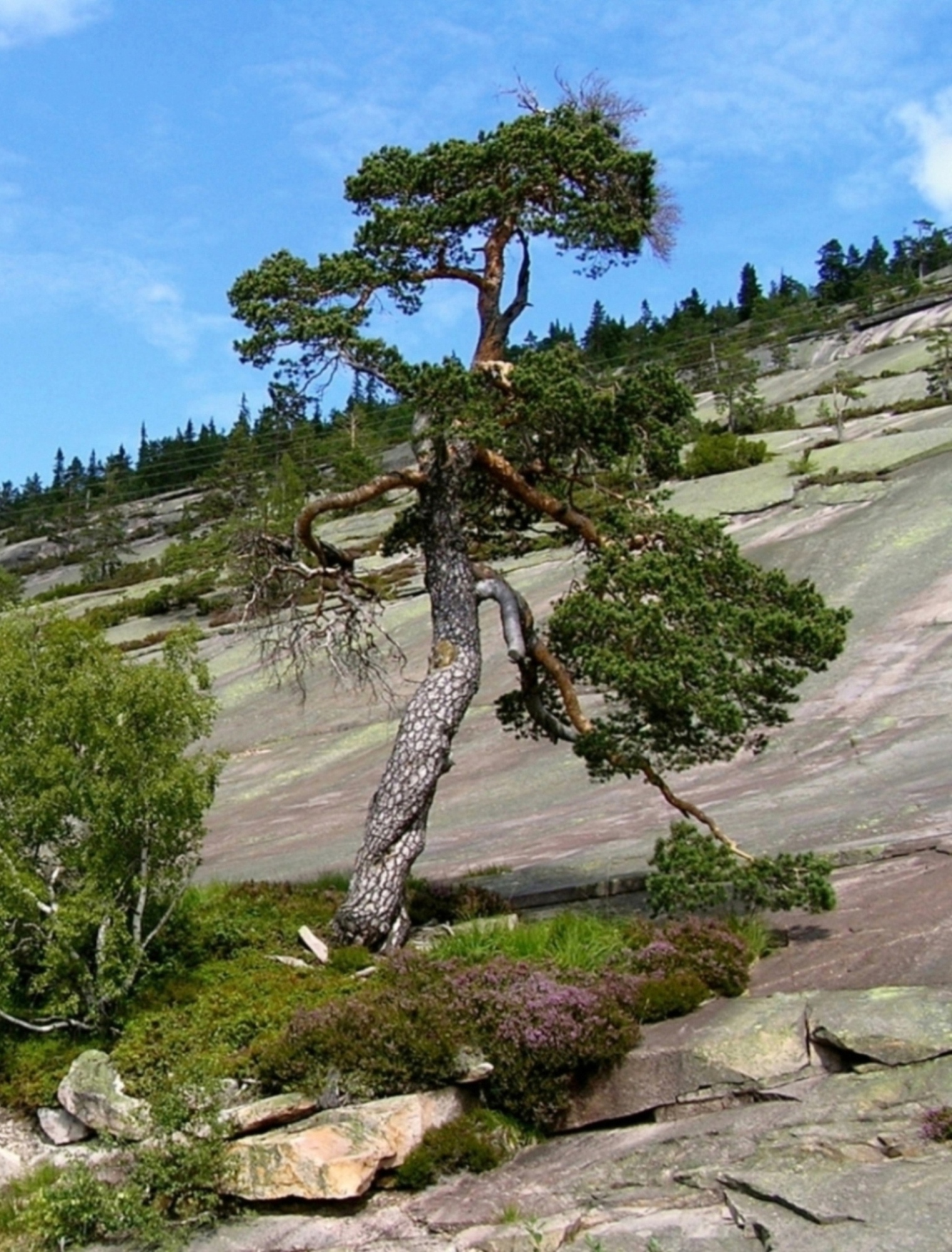 Přerostlá bonsai