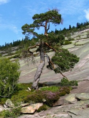 Stromy v krajině - Přerostlá bonsai