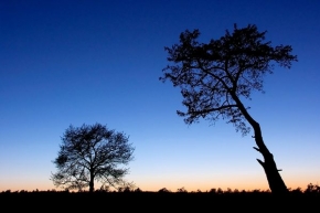 Stromy v krajině - Noční přízraky