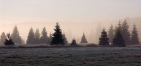 Stromy v krajině - Ztraceni v mlze