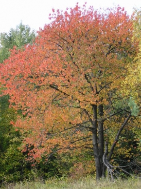 Stromy v krajině - Barvy podzimu
