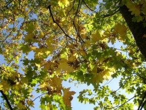 Stromy v krajině - Krása podzimu
