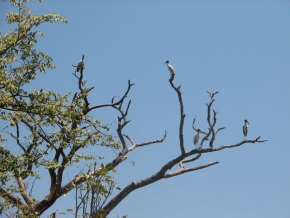 Stromy v krajině - Ptačí strom