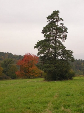 Stromy v krajině - Kontrasty