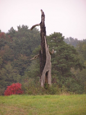 Stromy v krajině - Na výstrahu