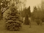 Iva Skulinová -Vánoční strom