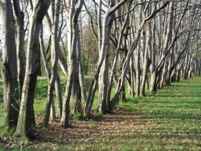 Stromy v krajině - Řada stromků