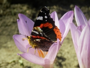 Fotograf roku v přírodě 2016 - Motýl