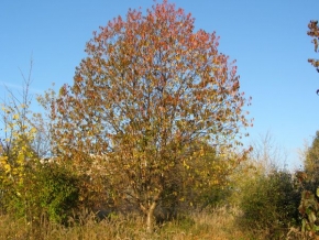 Stromy v krajině - Barvy podzimu
