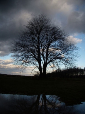 Stromy v krajině - Klid před bouří