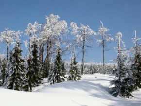 Stromy v krajině - Bílé špičky