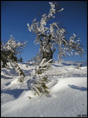 Stromy v krajině - Zmrzlá krása
