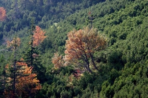 Stromy v krajině - Strom medzi stromami
