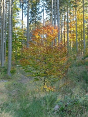 Stromy v krajině - Nadherne barvy podzimu