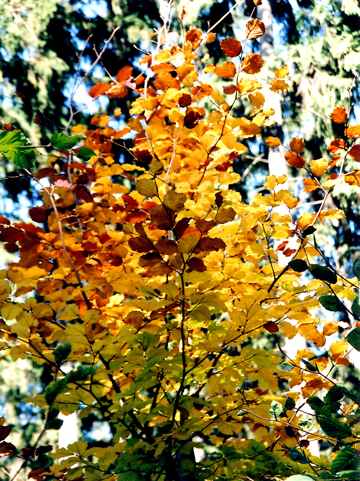 Nádherné barvy podzimu od malíře.