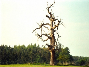 Stromy v krajině - Mejestátný strom v Dalešické přírodě.