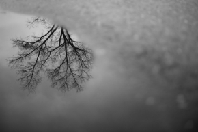 Abstraktní fotografie - Strom
