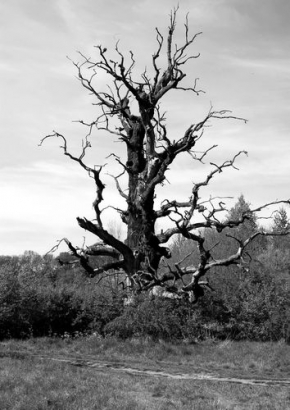 Stromy v krajině - Starý strom