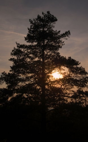 Stromy v krajině - Borovice při západu slunce