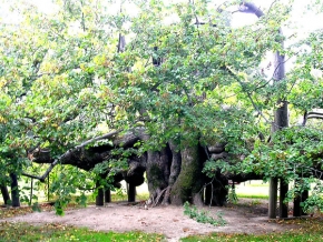 Pavel Kučera - Strom v parku